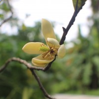 <i>Magnolia figo</i> (Lour.) DC.